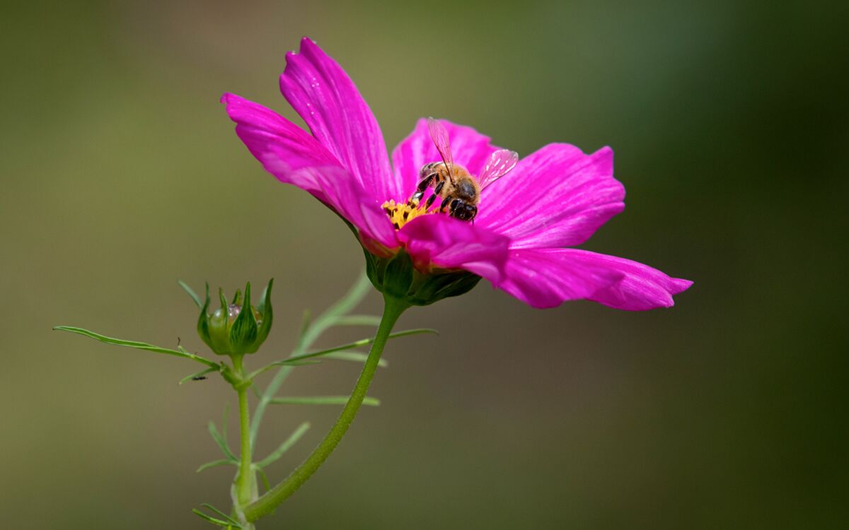 One Health – What we are learning from the Corona crisis