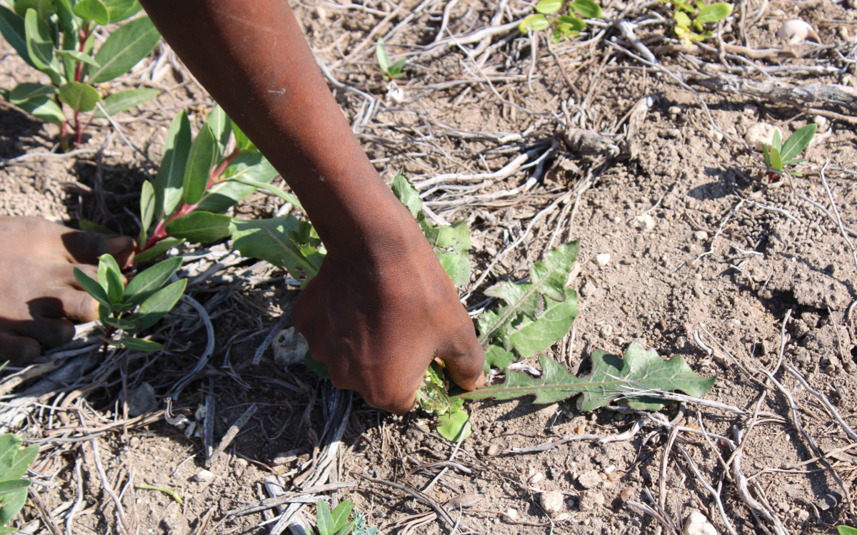 No Food Security Without Climate Protection