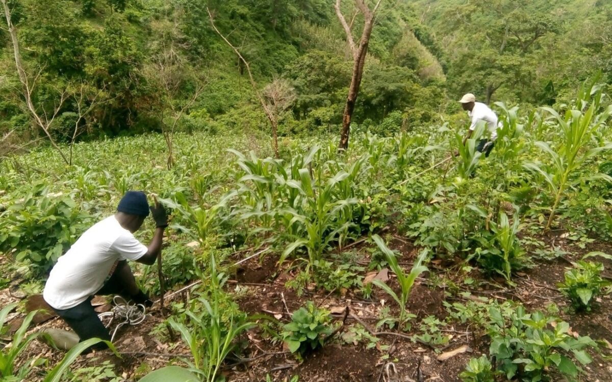 Wälder nachhaltig nutzen und wieder herstellen