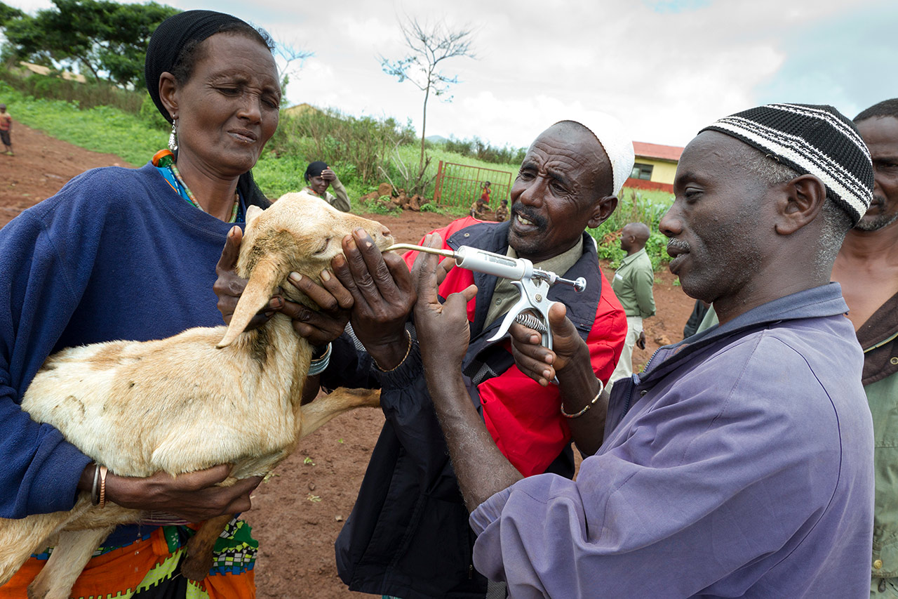 Kenya: Deworming goats using a vaccination gun. Photo: Christoph Püschner / Bread for the World