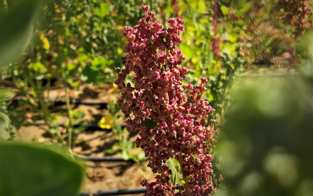 Quinoa ist eine besonders vielversprechende Kulturpflanze für die von Dürre und Versalzung betroffene Regionen Zentralasiens. Foto: ICBA